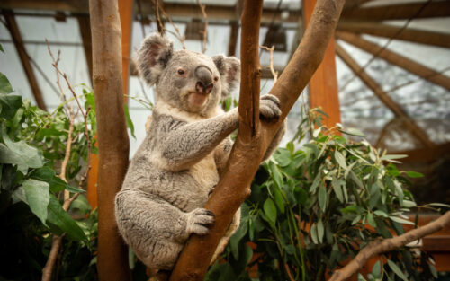 ZOO Planckendael