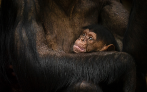 ZOO Antwerpen